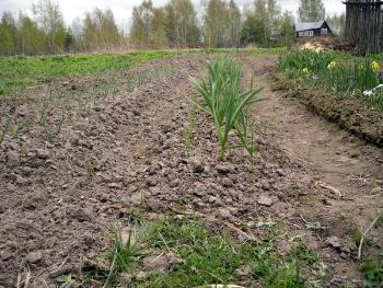 Как избавиться от сорняков - перекопка и вспашка земли