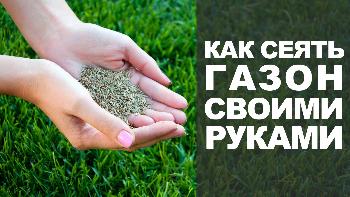 Как и когда правильно сажать газонную траву Как и когда правильно сажать газонную траву