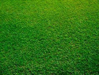 Разновидности трав для газона 