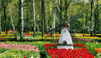Голландский сад — тюльпаны, буйство красок и фактур