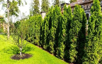 Туя — золото в саду или на даче, которое будет приумножаться