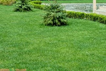 Создаем новый газон