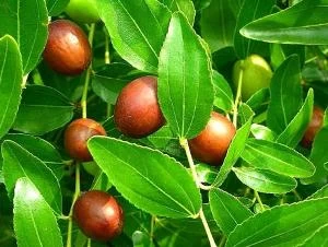 Зизифус в ландшафтном дизайне