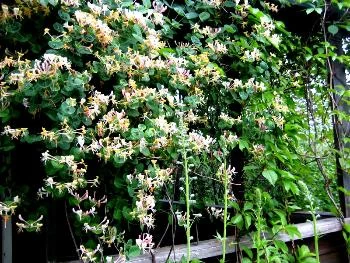 Плетистые жимолости — оригинальное озеленение садового участка