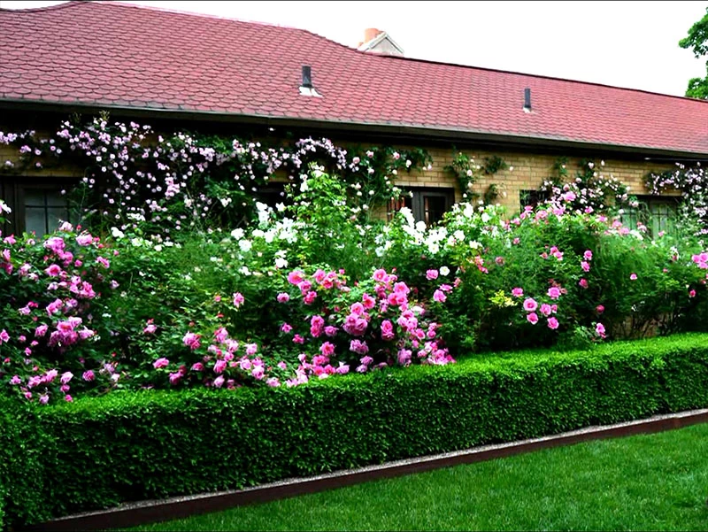 Живая изгородь из боярышника — прекрасное дополнение озеленения участка