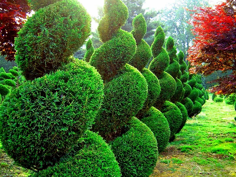 Высокая, садовая, стройная — туя западная семейства кипарисовых