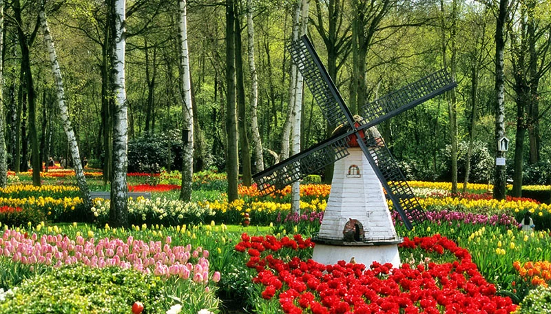 Голландский сад — тюльпаны, буйство красок и фактур