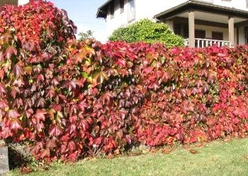 Девичий виноград в ландшафтном дизайне