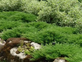 Вечнозеленые растения