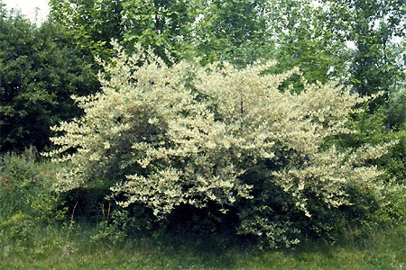 Серебристый сад