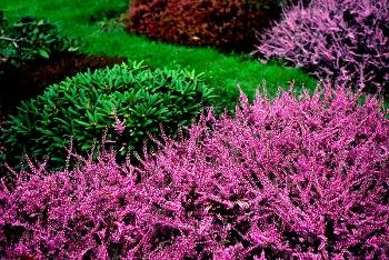 Вересковый сад — один из самых ярких представителей монокультурных садов