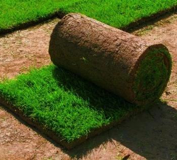 Мероприятия по укладке рулонного газона