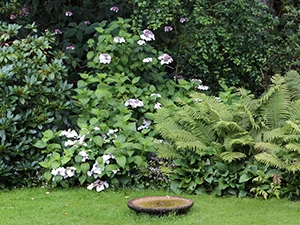 Лесной стиль в ландшафтном дизайне